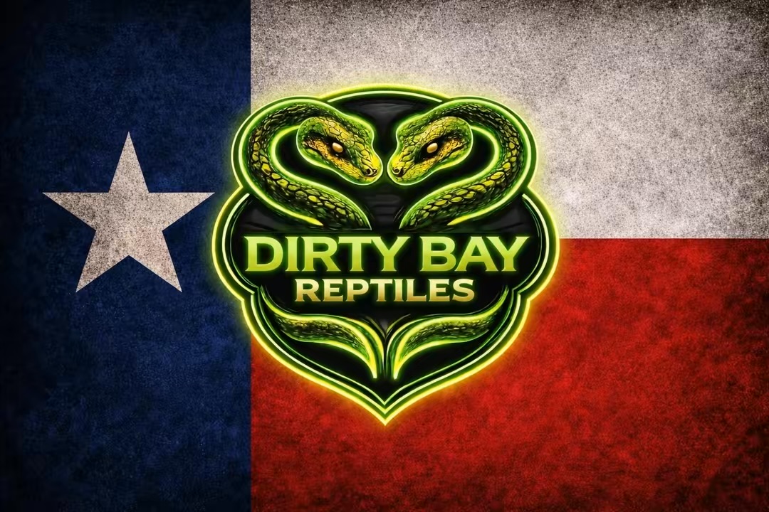 Dirty Bay Reptiles