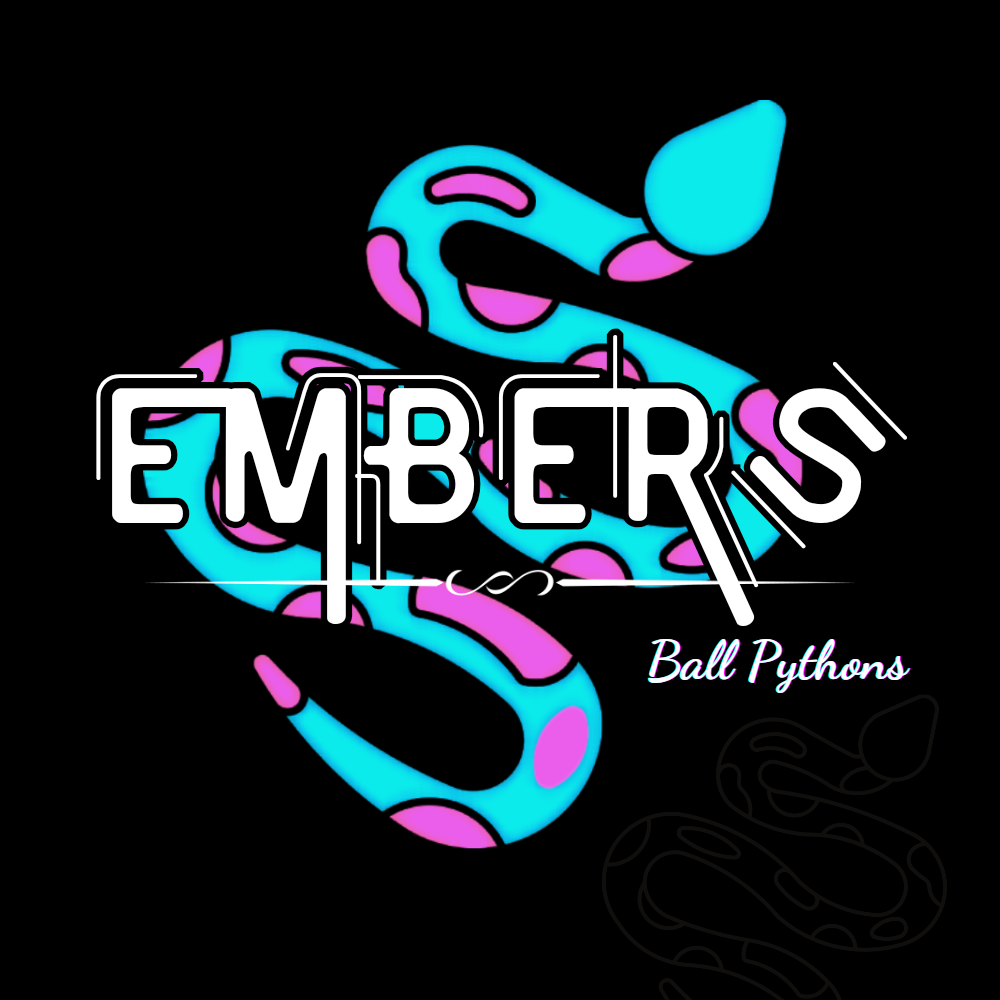 Embers Ball Pythons
